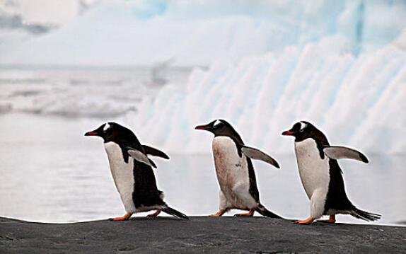 恒温动物还是变温动物？——企鹅是恒温动物还是变温动物？