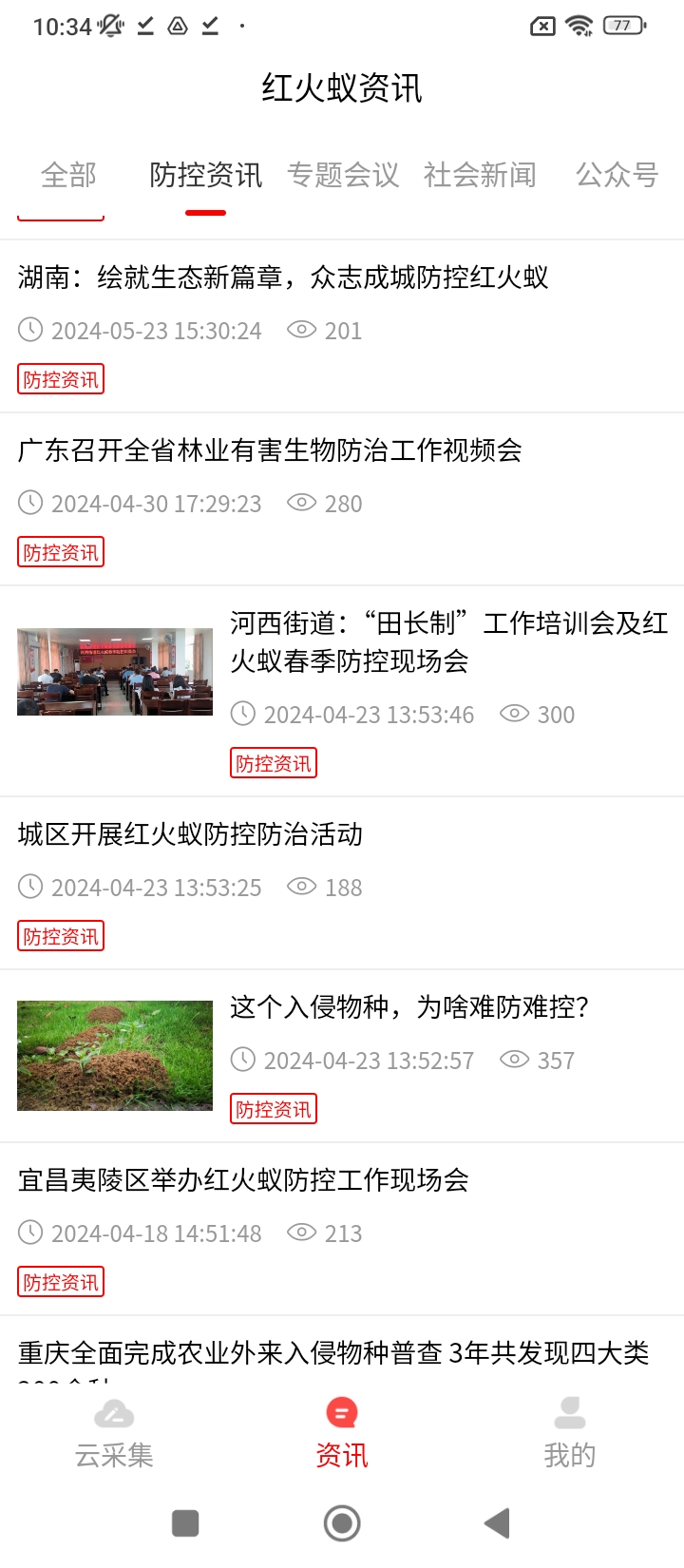 红火蚁