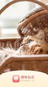 猫咪社区2025