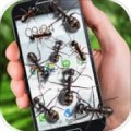 蚂蚁屏幕恶作剧app下载（暂无下载）_蚂蚁屏幕恶作剧app最新版免费下载