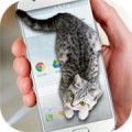 猫咪桌宠app下载（暂无下载）_猫咪桌宠app最新版免费下载