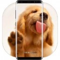 狗狗舔屏手机动态壁纸下载最新版（暂无下载）_狗狗舔屏手机动态壁纸app免费下载安装