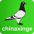 中国信鸽信息网下载最新版（暂无下载）_中国信鸽信息网app免费下载安装