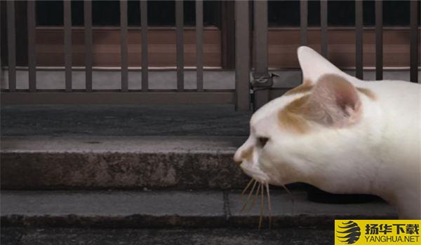 恐怖猫的一天免费版下载_恐怖猫的一天免费版手游最新版免费下载安装